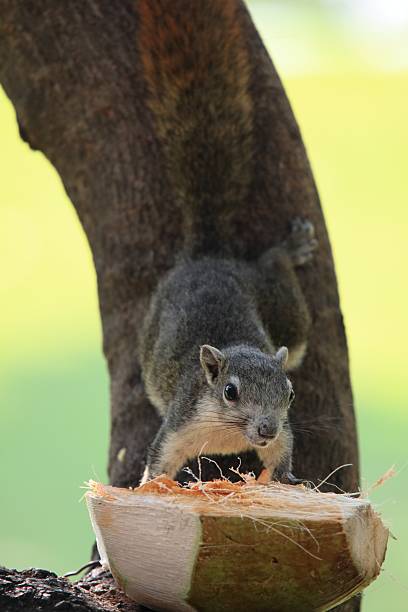 istock Squirrel taking food from coconut feeder 489802604