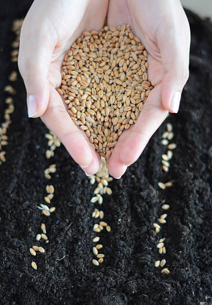 istock Planting wheat seeds in black soil 489803348