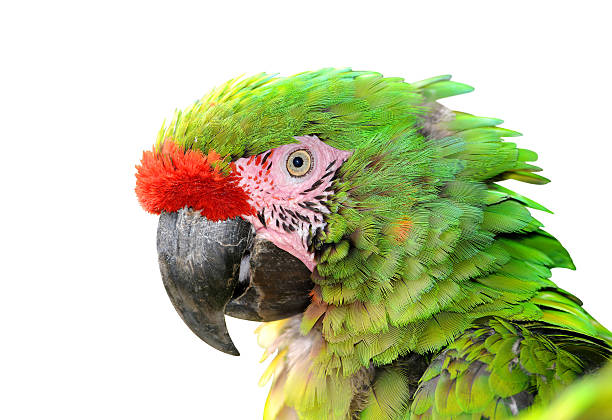 istock Military macaw (Ara militaris mexicana) portrait 489803904
