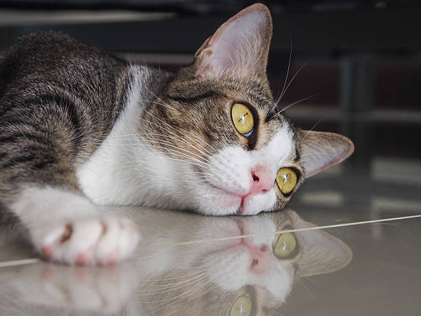 istock Grey cat with yellow eyes relaxing on the floor 489804222