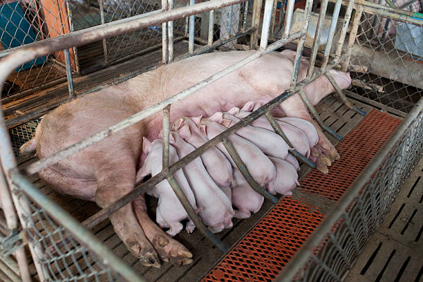 istock pigs in the farm 489804232