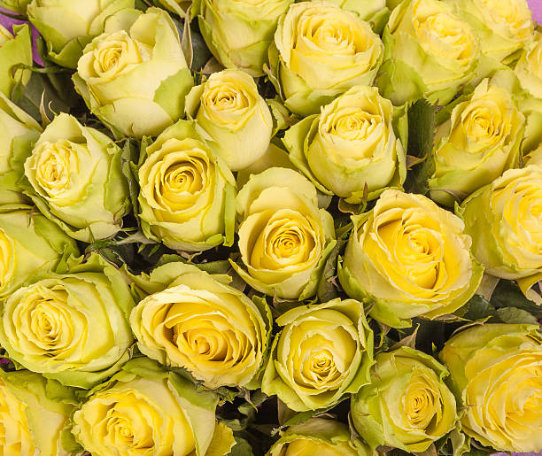 istock Background image of yellow roses 489805260