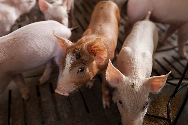 istock pigs in the farm 489805324