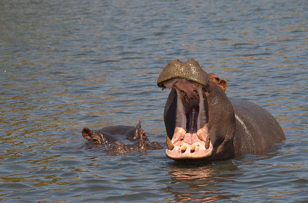 hippo с открытый рот - kruger national park hippopotamus animal mouth animal стоковые фото и изображения