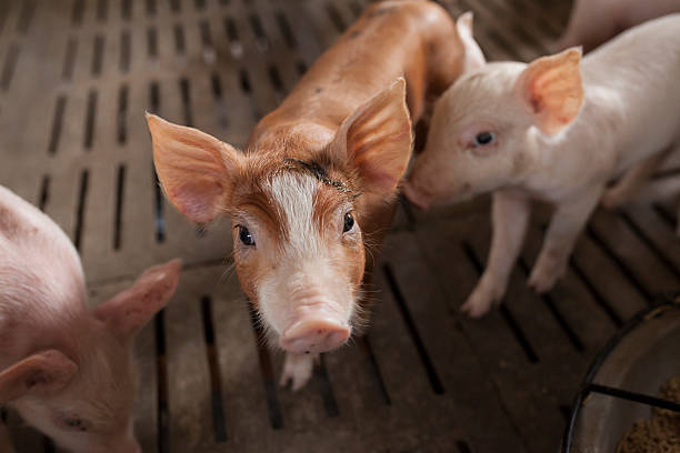 istock pigs in the farm 489805706