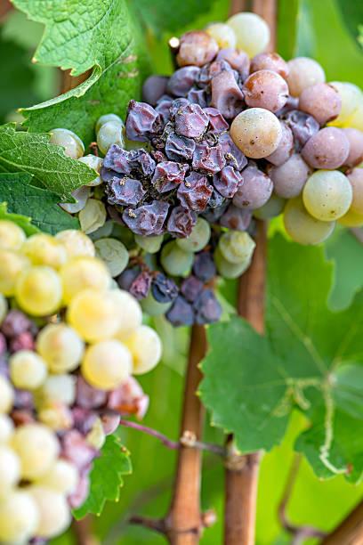 Noble rot of a wine grape, grapes with mold