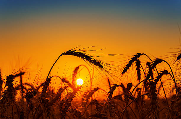 istock red sunset over field with harvest 489806705