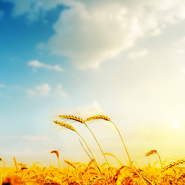 istock golden barley and sunset 489806751