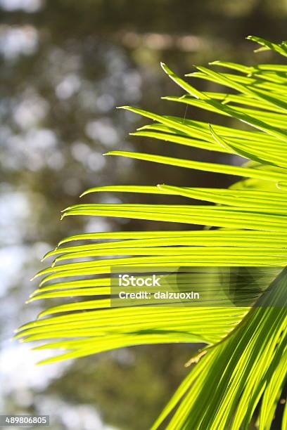 Palm Leaves Stock Photo - Download Image Now - Abstract, Backgrounds, Chlorophyll