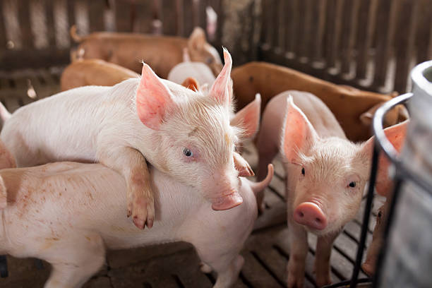 istock pigs in the farm 489807042
