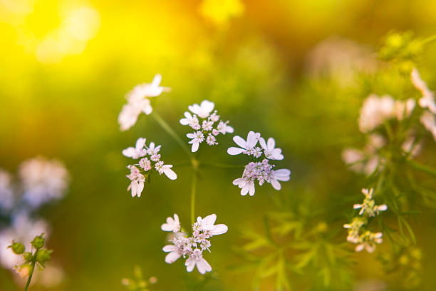 цветы в поле - leaf defocused dew focus on foreground стоковые фото и изображения