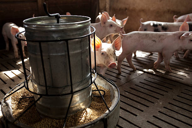 istock pigs in the farm 489807356