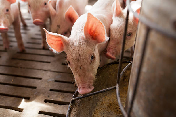 istock pigs in the farm 489807628
