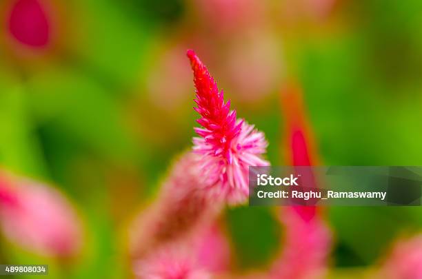 Fiori Celosia Plumosa - Fotografie stock e altre immagini di 2015 - 2015, Ambientazione esterna, Arancione