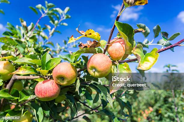 Apple Tree Stockfoto und mehr Bilder von Agrarbetrieb - Agrarbetrieb, Apfel, Apfelbaum