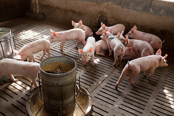 istock pigs in the farm 489808440