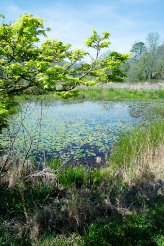 Green maple tree in foreground and a lily pond in the middle
