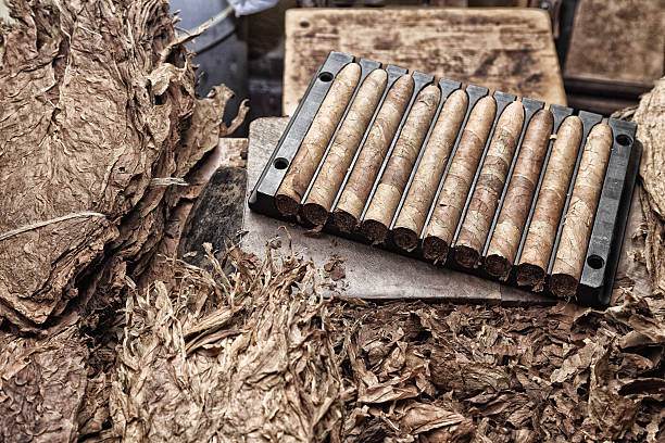 cigare cubain de fabrication - partagás cigars photos et images de collection