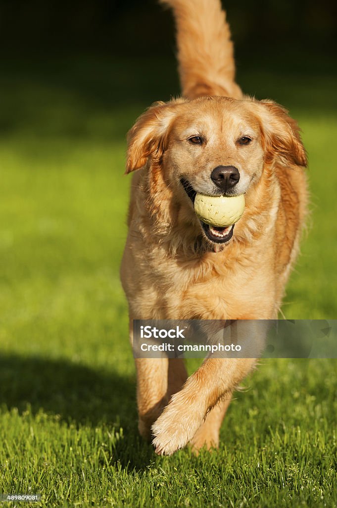 Golden Retriever beim Herumtollen - Lizenzfrei Golden Retriever Stock-Foto