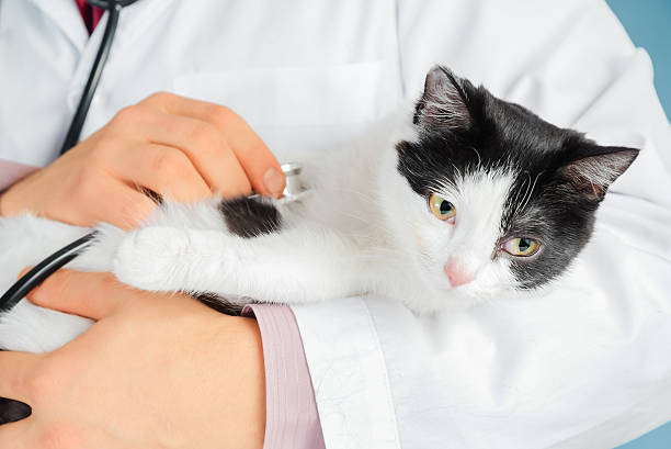 istock Veterinarian listens a cat 489809305