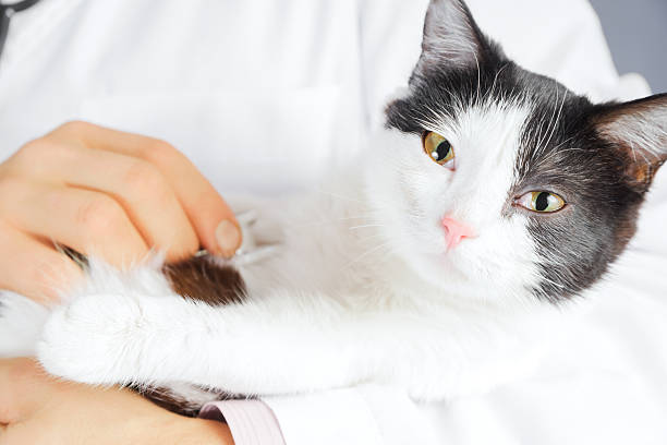 istock Doctor listens a cat 489809309