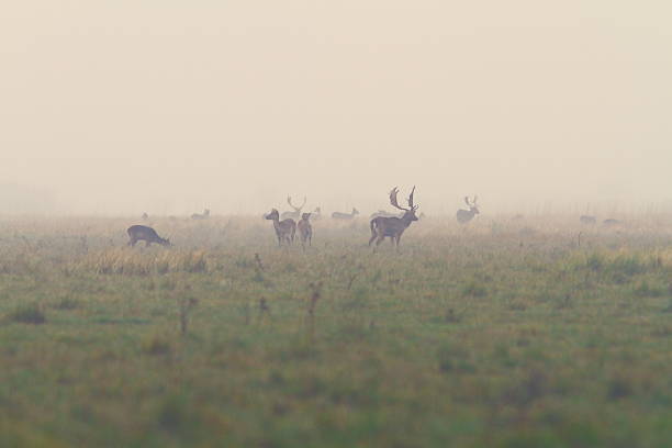 istock fallow deers in mating season 489809378