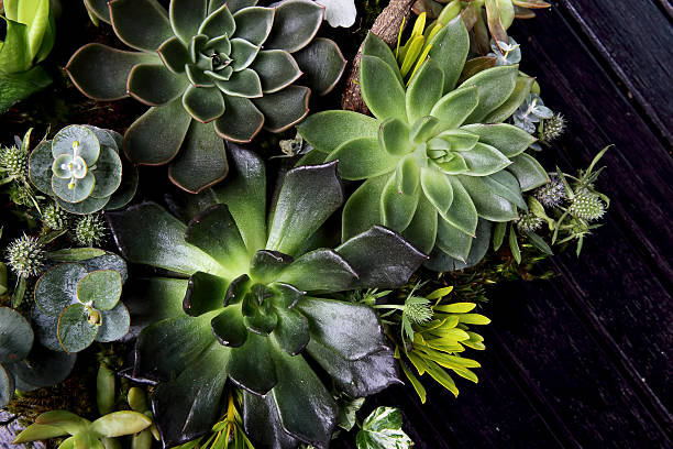 istock Flowering Kalanchoe Garden 489809426