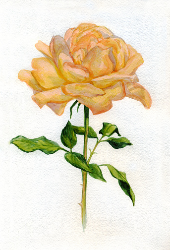 Tea rose on a white background. Watercolor painting
