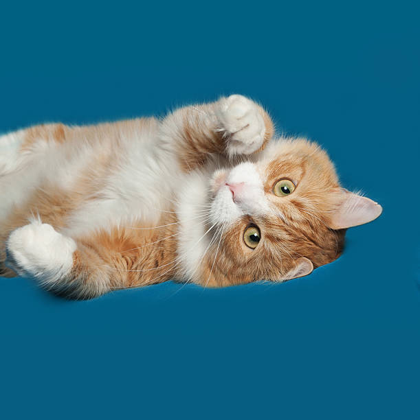 istock Red and white fluffy cat lies on blue 489810270