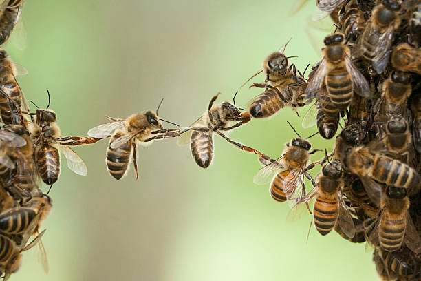 pszczoły most swarm - swarm of bees zdjęcia i obrazy z banku zdjęć