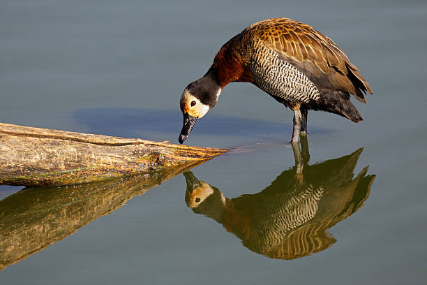 dendrocygne veuf - white faced whistling duck photos et images de collection