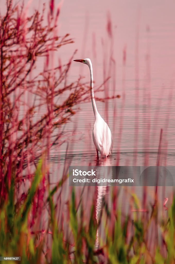 Great Egret (Ardea alba egretta) Animal Stock Photo