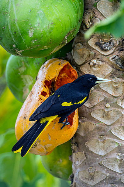 istock Yellow-winged Cacique in a Papaya Tree 489812353