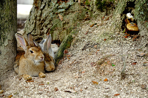 Break in rabbits