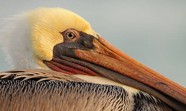 istock Close Pelican Portrait 489813735