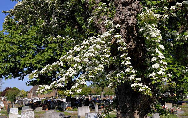 istock Darling buds of may blossom in Mitcham cemetery 489814067