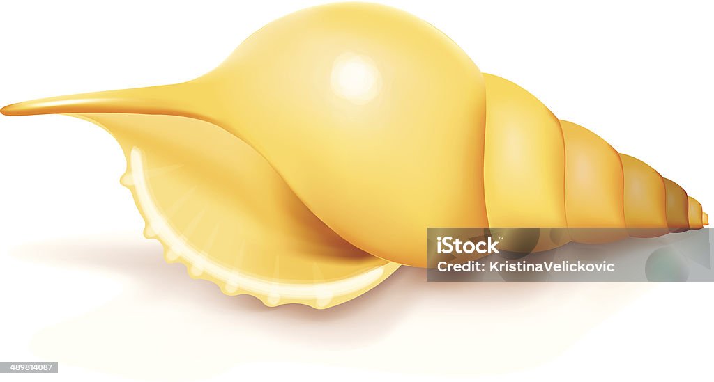Sea shell vector file of sea shell, eps10, transparency used. Seashell stock vector