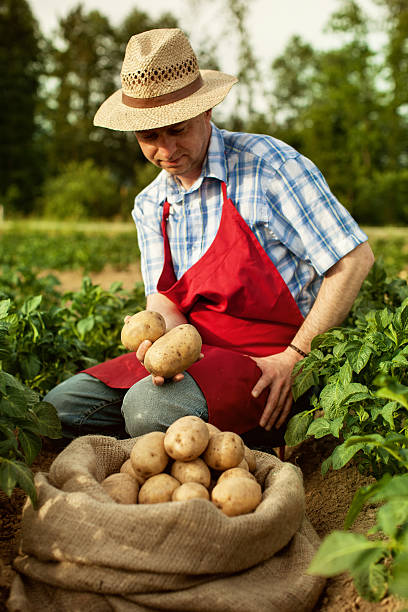 istock farmer looking his potato harvest at field row 489814249