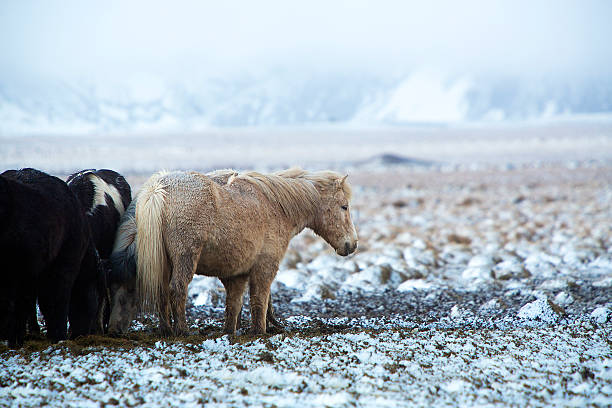 istock Herd of Icelandic horses after snow storm 489815720