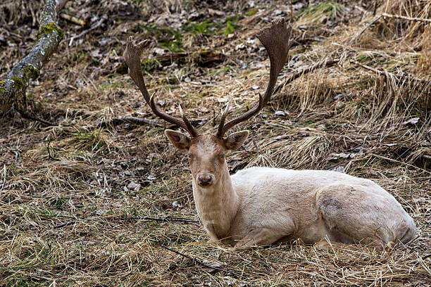 istock Albino buck deer in the forest 489815790