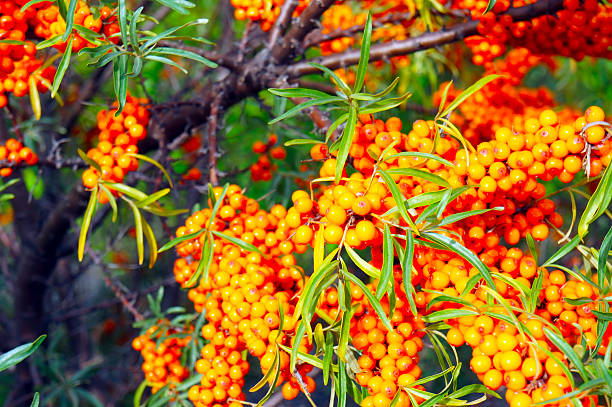 istock The branches of buckthorn close-up 489815818
