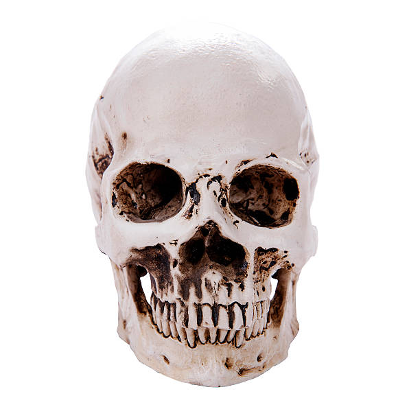 istock model of the human skull 489815852