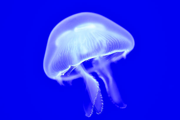 공통접지 젤리피쉬 - jellyfish moon jellyfish underwater wildlife 뉴스 사진 이미지