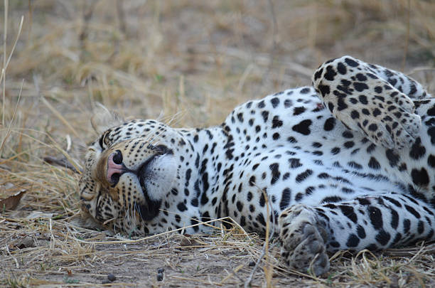 leopard relazing en el casquillo - leopard kruger national park south africa africa fotografías e imágenes de stock