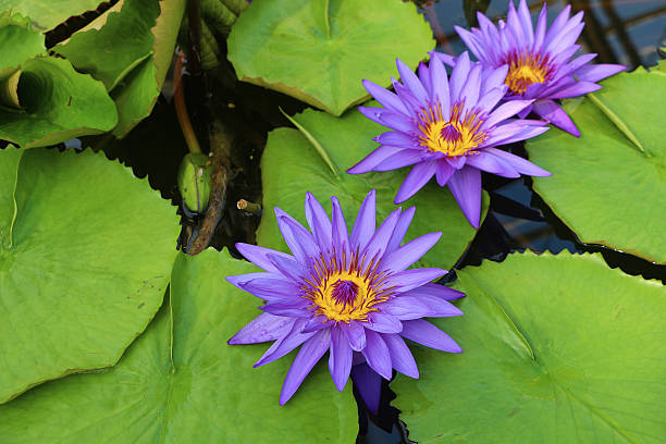 istock Purple Lotus Flower 489832742