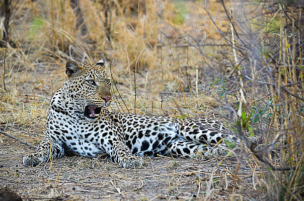 leopard relazing en el casquillo - leopard kruger national park south africa africa fotografías e imágenes de stock