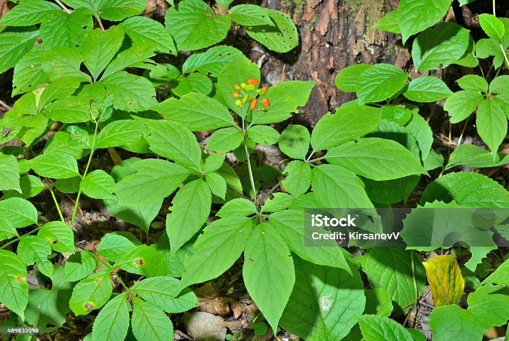 Ginseng (Panax ginseng) A close up of the most famous medicinal plant ginseng (Panax ginseng). Ginseng Stock Photo