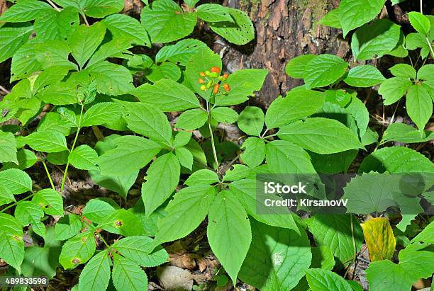 Ginseng Stock Photo - Download Image Now - Ginseng, 2015, Berry