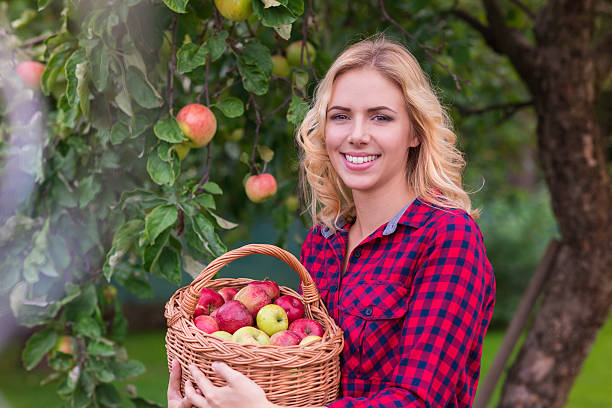 istock Beautiful woman harvesting apples 489835334