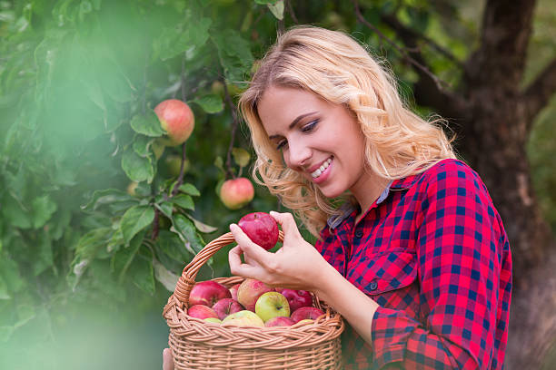 istock Beautiful woman harvesting apples 489835394